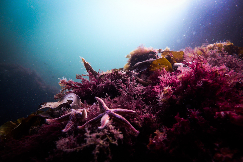 Corals at the great barrier reef.