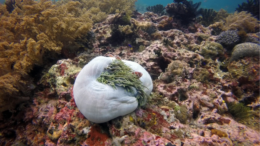 Coral Reef in Komodo, Indonesia